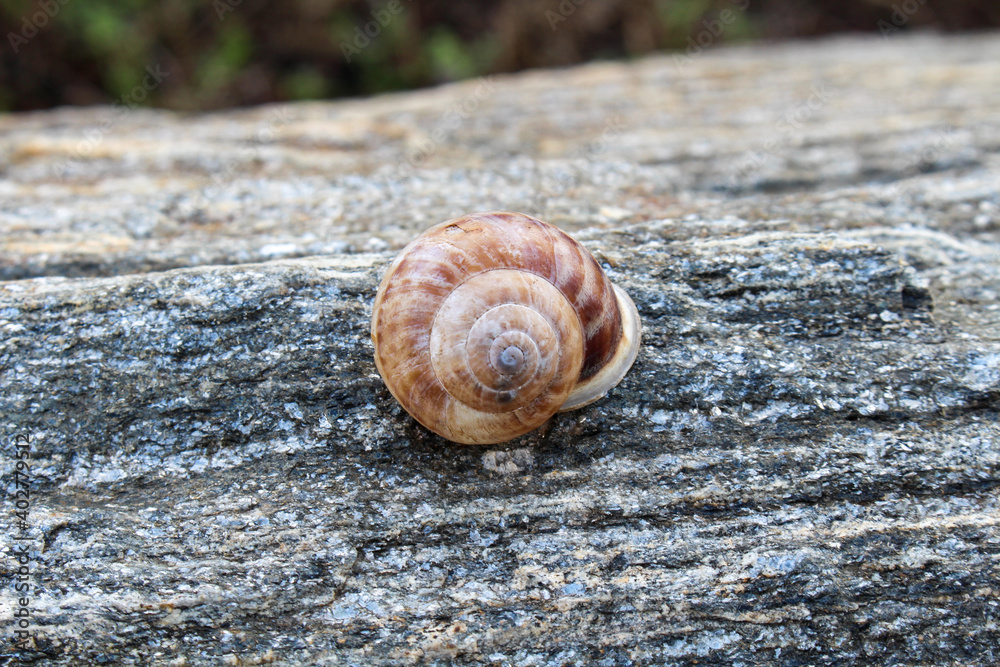 Brown snail on a granite rock. Brown snail on a granite rock.