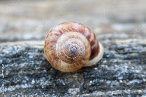 Brown snail on a granite rock.