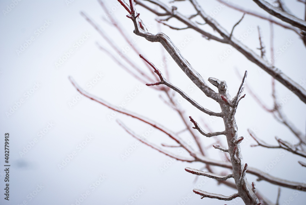 Obraz premium Ice on Bare Tree Branches