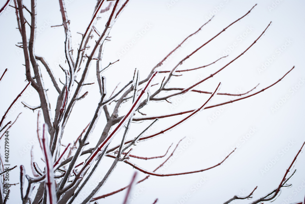 Ice on Bare Tree Branches
