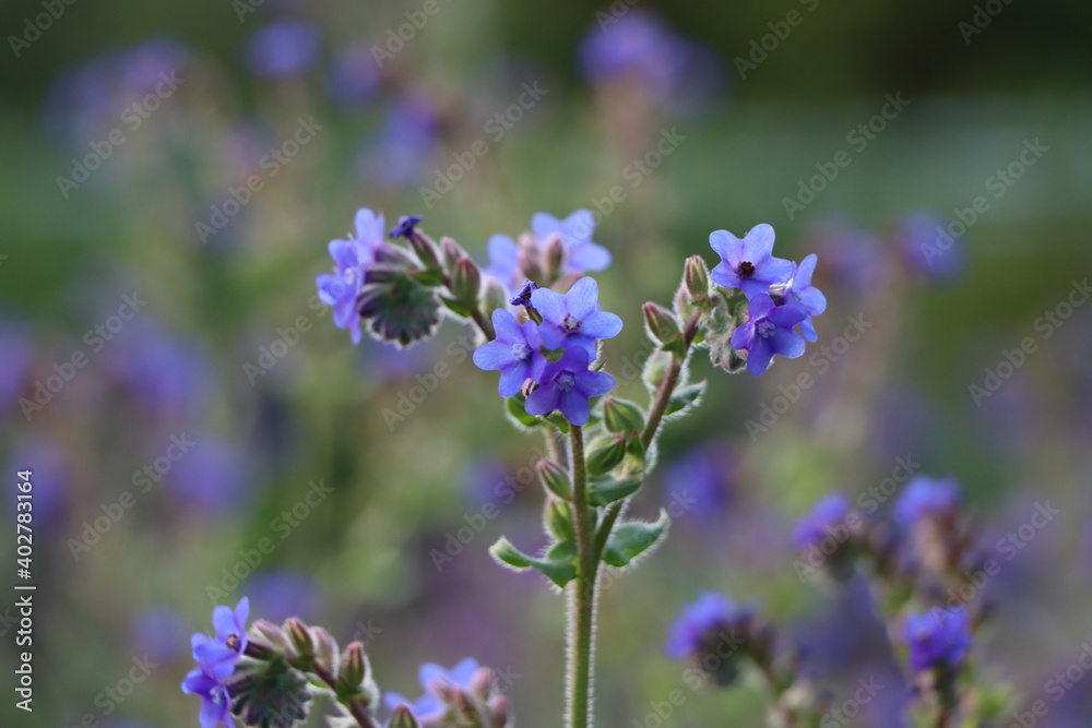 アルカネットの青い花