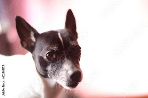 portrait of a dog © Josu