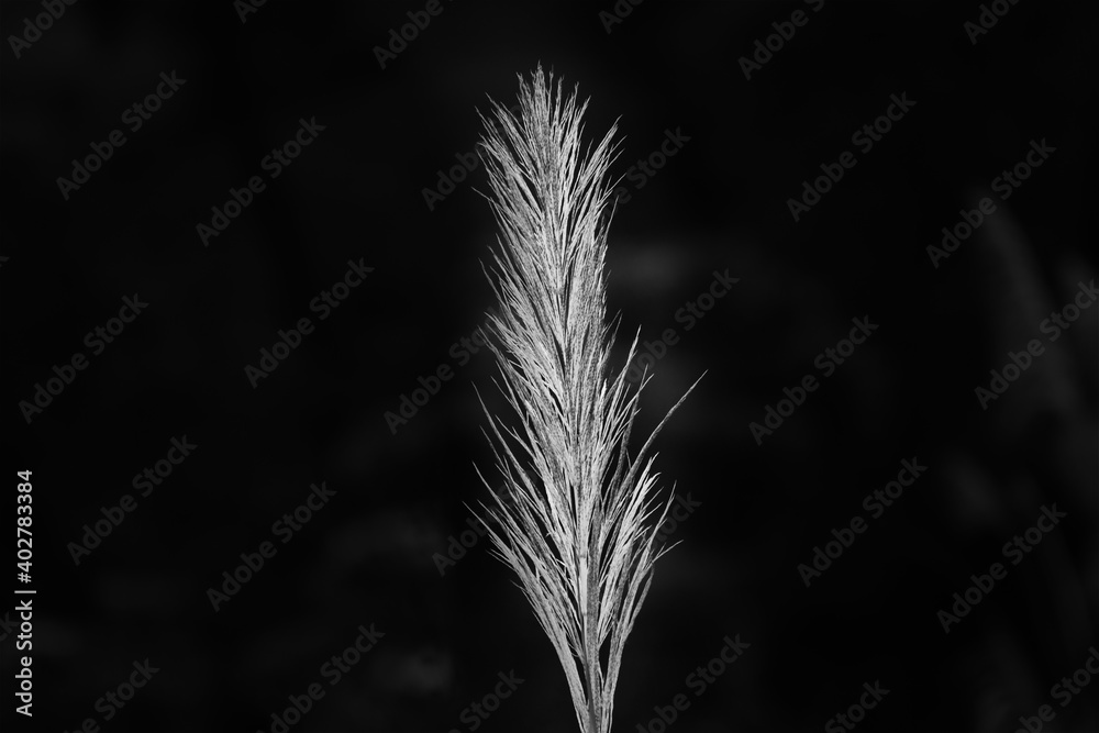 Fototapeta premium traditional catkin flowers