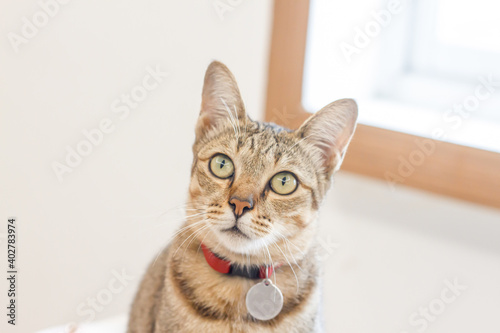 Soft focus of Young cat and ceramic plate on The table, Young kittens in home, Cute pets.