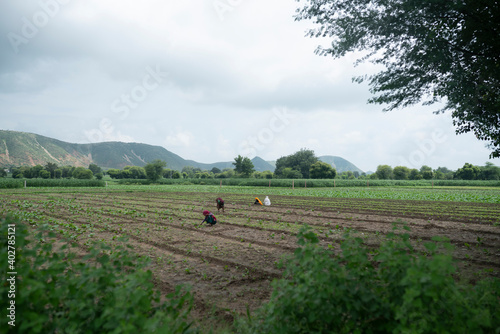 dausa, Rajasthan, India - aghust 15, 2020 Farmer working in the farm rural village © pawan