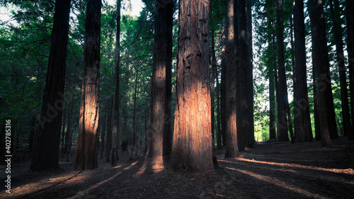 Afternoon in Redwood Forest