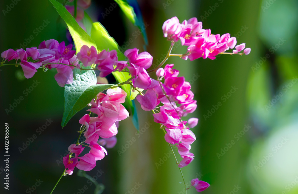 Pink flower blooming in the garden , Select focus and space for text. Pink flower blooming in the garden , Select focus and space for text.