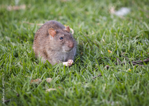 Southern African vlei rat (Otomys irroratus) sitting on the green grass facing the camera eating something close up photo