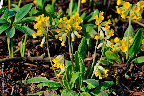 Close up of the Primula veris, Cowslip in a cottage garden photo