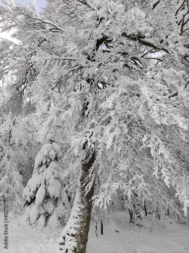 snow covered tree