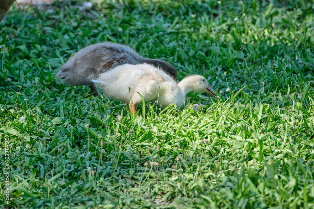 Goose chicks, yellow and gray colored, walking in grass. Selective focus