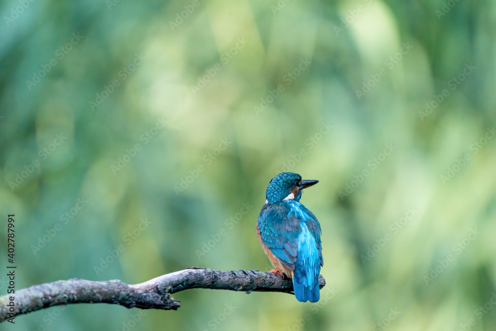 Beautiful blue Kingfisher bird, male Common Kingfisher, sitting on a branch, back profile Beautiful blue Kingfisher bird, male Common Kingfisher, sitting on a branch, back profile
