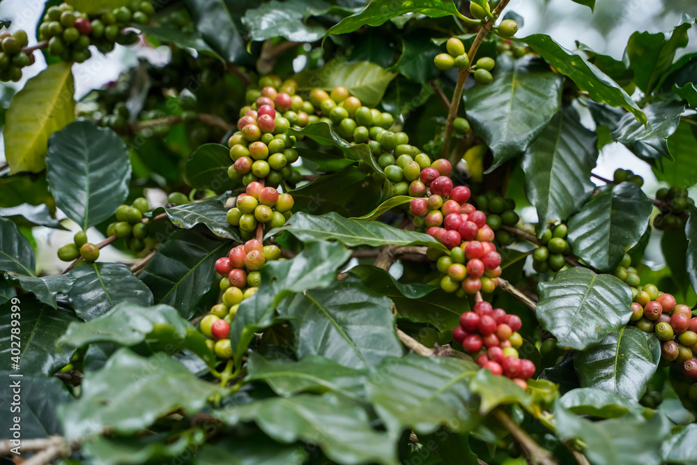 Close Up Coffee beans are ripe, harvested, branches of Arabica coffee plants in Nan province, Northern Thailand. Close Up Coffee beans are ripe, harvested, branches of Arabica coffee plants in Nan province, Northern Thailand.