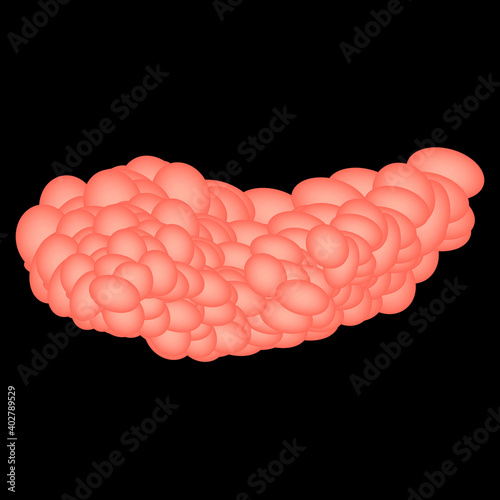 Sublingual salivary gland. Vector illustration on isolated background