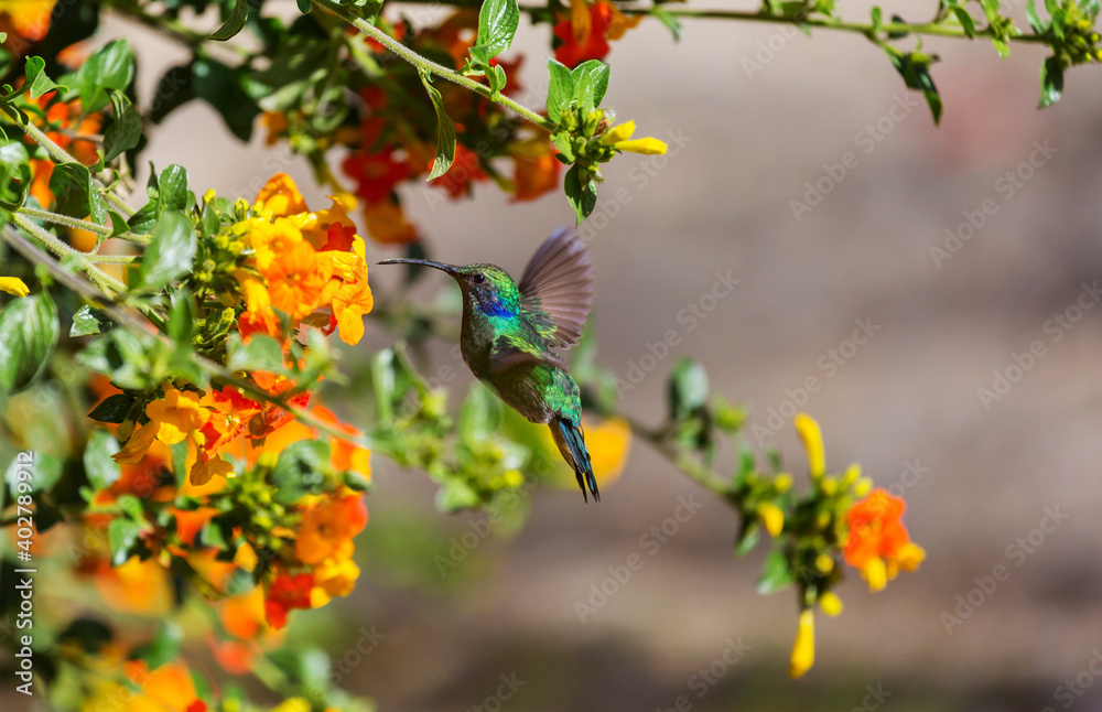 Fototapeta premium Kolibri