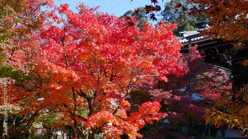 京都の秋、赤い主張
