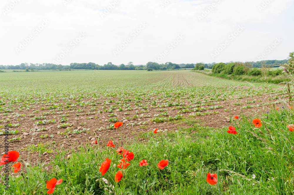Red poppies by a farmers field