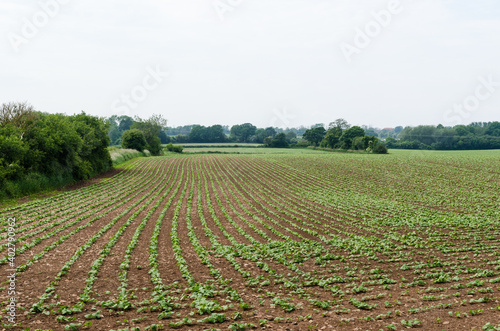 Seedlings in a farmers field