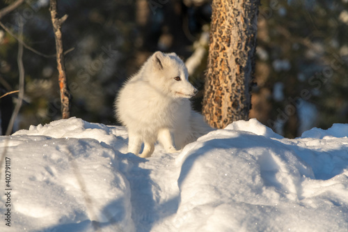 A cute  small white arctic fox seen in winter time season with fluffy coat on a snowy hill with woods  forest background. 