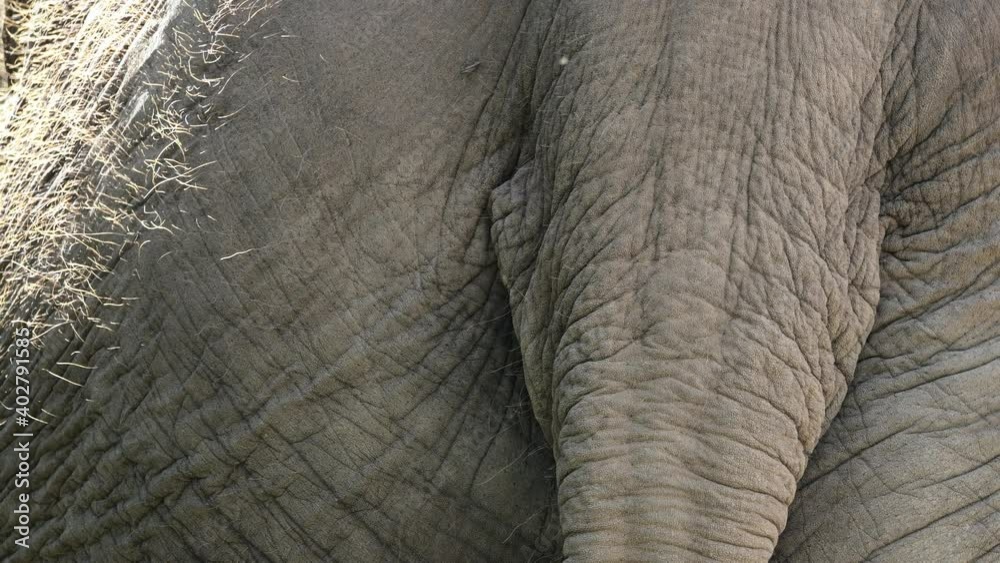 Close Up Of An Asian Elephant's Tail With Wrinkled Skin - macro Close Up Of An Asian Elephant's Tail With Wrinkled Skin - macro