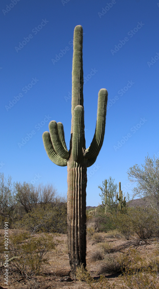 Orgelpfeifenkaktus - Organpipe cactus