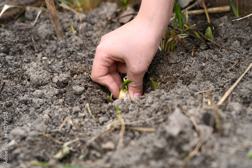 a kids hand planting a sprouted seed of garlic in a garden bed with soil in spring