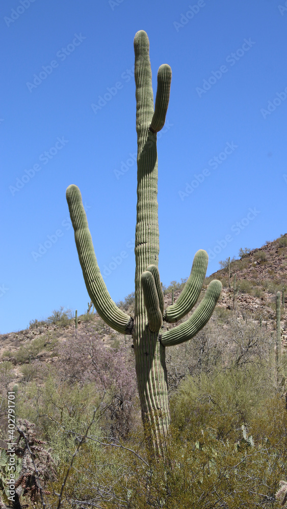 Orgelpfeifenkaktus - Organpipe cactus Orgelpfeifenkaktus - Organpipe cactus