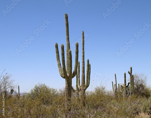 Orgelpfeifenkaktus - Organpipe cactus