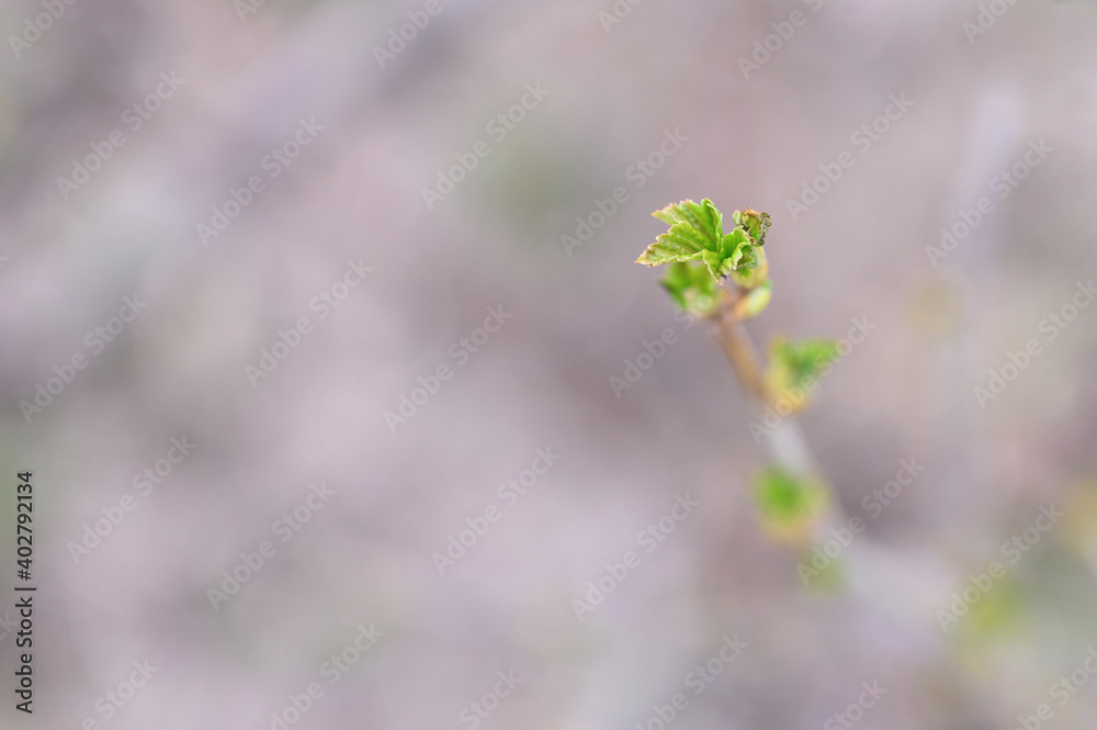 currant buds on the branches open and leaves grow in the garden in spring. selective focus currant buds on the branches open and leaves grow in the garden in spring. selective focus