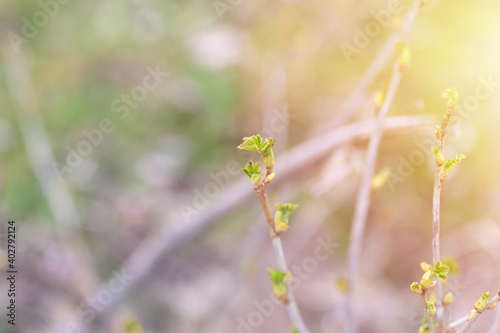 Fototapeta Naklejka Na Ścianę i Meble -  currant buds on the branches open and leaves grow in the garden in spring. selective focus. flare