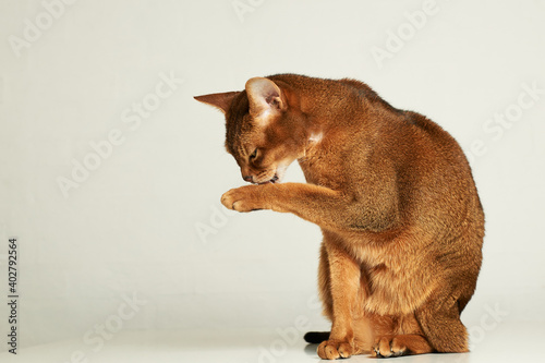 Cute abyssinian cat sit on table with white background lick one paw © lavrsen