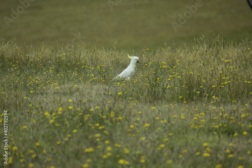 Cockatoo in the grass