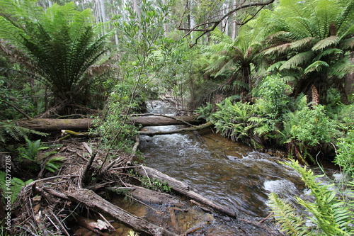 stream in the forest
