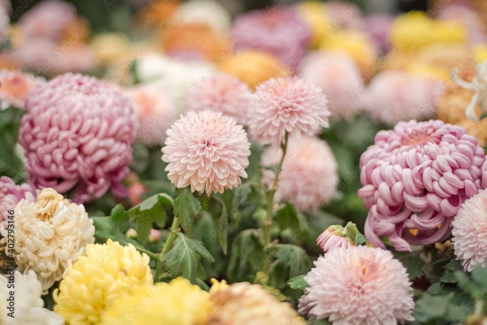 Autumn chrysanthemums blooming in the park Autumn chrysanthemums blooming in the park