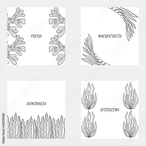 4 border seaweed sketch
