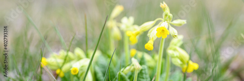 the first spring yellow blooming flowers primrose primula veris  cowslip  common cowslip  sprouted in the ground and grass in nature. selective focus. banner