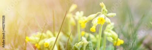 the first spring yellow blooming flowers primrose primula veris (cowslip, common cowslip) sprouted in the ground and grass in nature. selective focus. banner. flare