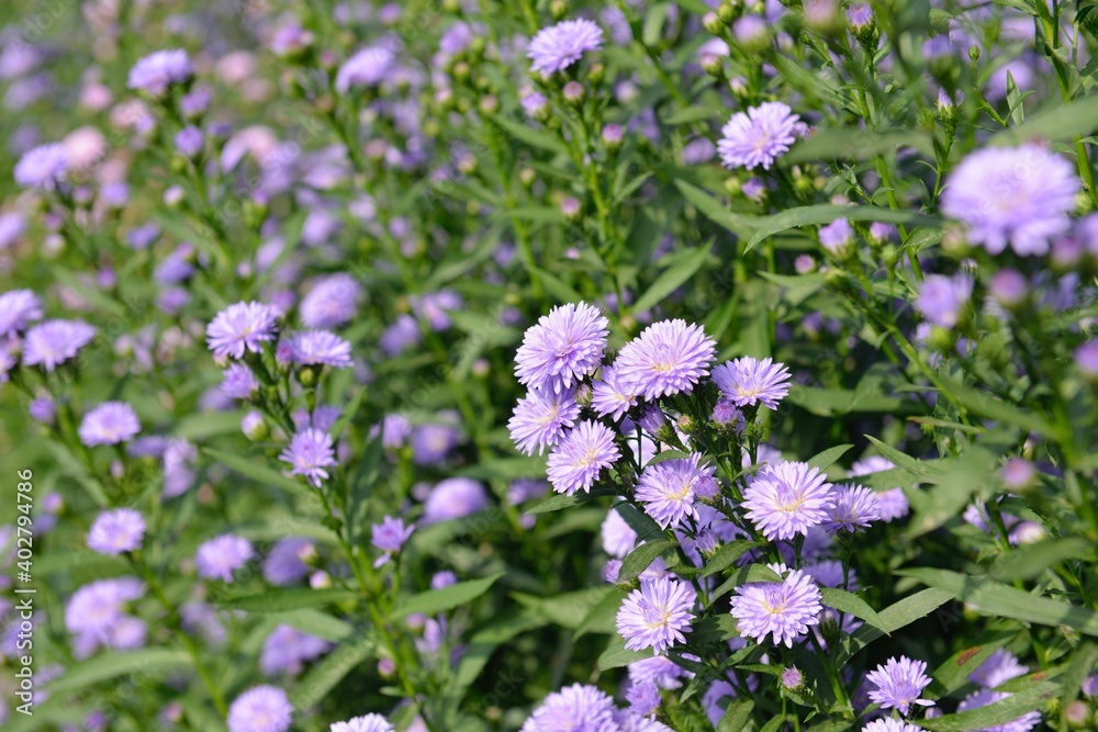 Fresh Margaret flowers with natural blurred background on sunny day.