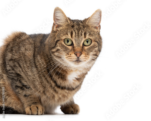 Headshot of a Bengal type cat with white high key background. 