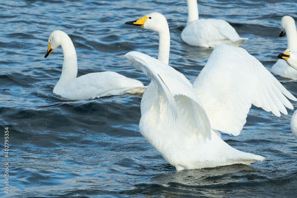 屈斜路湖の白鳥 屈斜路湖の白鳥