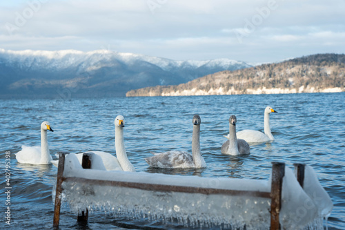 Fototapeta Naklejka Na Ścianę i Meble -  屈斜路湖の白鳥