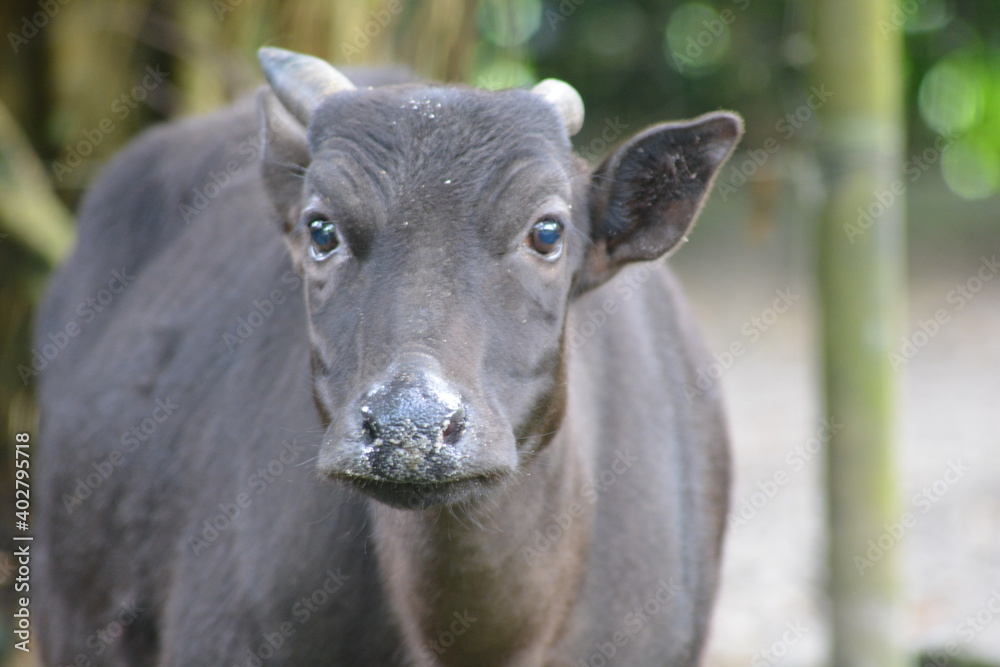 Fototapeta premium Anoa, Bubalus depressicornis also known as dwarf buffalo and sapiutan, are a subgenus of Bubalus species endemic to the island of Sulawesi in Indonesia