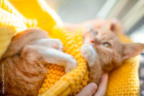 Fototapeta Naklejka Na Ścianę i Meble -  Orange cat baby relax on the yellow knitted blanket. Red kitten and cozy nap time.  The paws of pet raised up