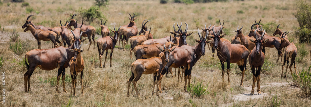 Uganda wildlife