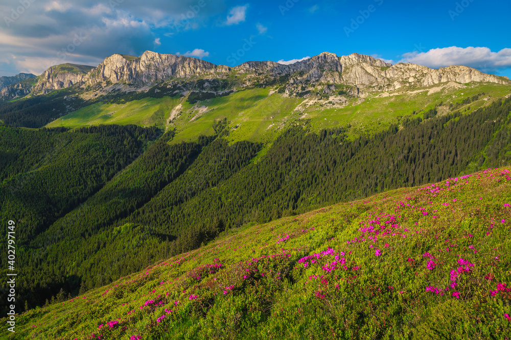 Fresh pink rhododendron flowers in the mountains, Bucegi, Carpathians, Romania