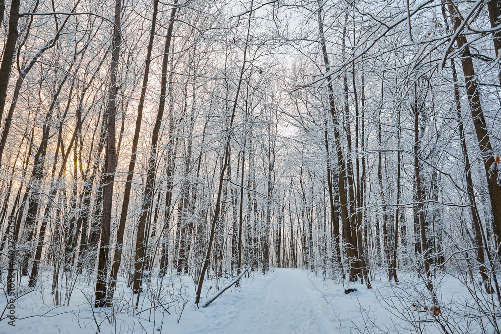 Snowy winter in Russia. Winter forest landscape with snow-covered trees and snowdrifts. Nizhny Novgorod