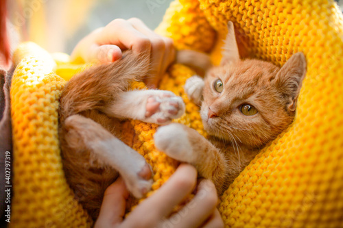 Orange cat baby relax on the yellow knitted blanket. Red kitten and cozy nap time.  The paws of pet raised up © Вероника Зеленина