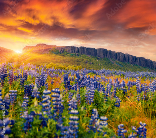 Dramatic summer scenery. Amazing sunrise view of blooming loopine flowers on the foot of the mountain. Attractive summer scene of Iceland, Europe. Beauty of nature concept background.