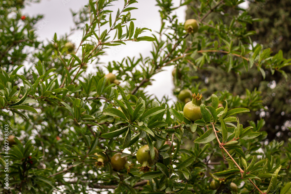 Branch of pomegranate tree with small green fruits