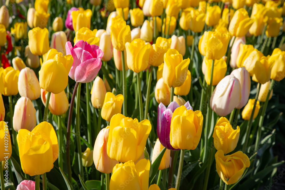 flowers in sunny garden